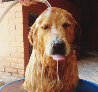 Illustration de l'article : 20 photos de chiens qui tirent la langue, mais pas pour vous narguer