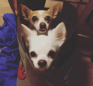 Illustration de l'article : 20 photos de chiens qui tirent la langue, mais pas pour vous narguer