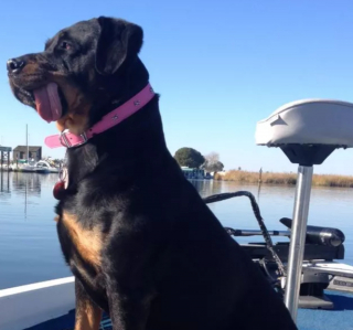 Illustration de l'article : 20 photos de chiens qui tirent la langue, mais pas pour vous narguer