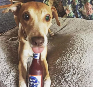 Illustration de l'article : 20 photos de chiens qui tirent la langue, mais pas pour vous narguer