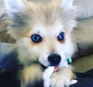 Illustration de l'article : 20 photos de chiens qui tirent la langue, mais pas pour vous narguer