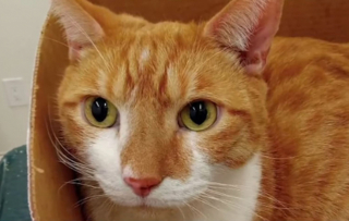 Illustration de l'article : "Tu es mon héros" : l'hommage d'un homme au courageux pompier s'étant mis en danger pour secourir son chat