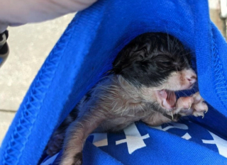 Illustration de l'article : Trempé jusqu’aux os par une pluie torrentielle, ce chaton a été découvert seul dans la rue