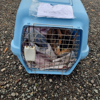 Illustration de l'article : Sur son palier, un homme découvre un chat abandonné avec une note manuscrite lui priant de s’en occuper