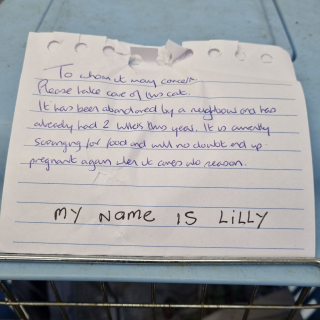 Illustration de l'article : Sur son palier, un homme découvre un chat abandonné avec une note manuscrite lui priant de s’en occuper