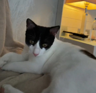 Illustration de l'article : Coup de foudre entre un couple d’Anglais et ce chat rencontré en Grèce : il décide de le rapatrier pour l’adopter