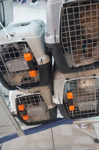 Illustration de l'article : Coup de foudre entre un couple d’Anglais et ce chat rencontré en Grèce : il décide de le rapatrier pour l’adopter