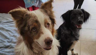 Illustration de l'article : Une famille maltraite son Berger Australien âgé et le laisse vivre sur un balcon étroit, quelle que soit la météo