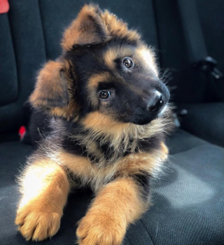 Illustration de l'article : 15 photos de chiots qui nous font perdre la tête en inclinant la leur