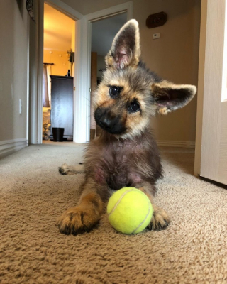 Illustration de l'article : 15 photos de chiots qui nous font perdre la tête en inclinant la leur