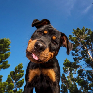 Illustration de l'article : 15 photos de chiots qui nous font perdre la tête en inclinant la leur
