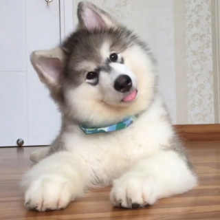 Illustration de l'article : 15 photos de chiots qui nous font perdre la tête en inclinant la leur