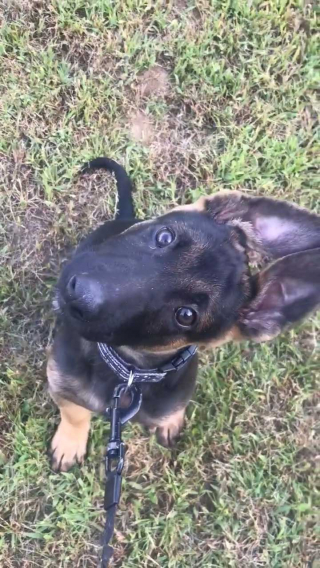 Illustration de l'article : 15 photos de chiots qui nous font perdre la tête en inclinant la leur