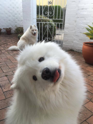 Illustration de l'article : 15 photos de chiots qui nous font perdre la tête en inclinant la leur