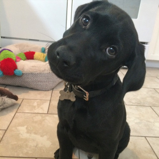 Illustration de l'article : 15 photos de chiots qui nous font perdre la tête en inclinant la leur