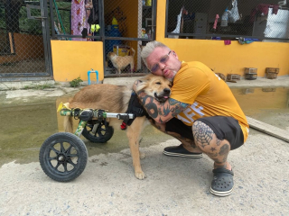 Illustration de l'article : 600 canidés trouvent un foyer grâce à l'initiative généreuse d'un homme en Thaïlande
