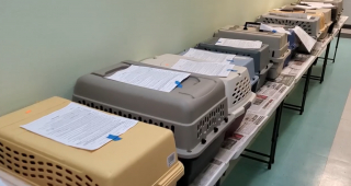 Illustration de l'article : Un sauvetage de grande ampleur pour reloger 50 chats découverts dans une maison