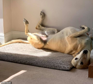 Illustration de l'article : Vidéo : Par compassion, un chien boite et imite son maître qui a la jambe plâtrée