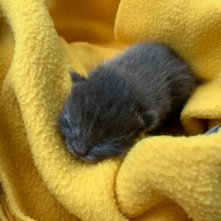 Illustration de l'article : Un chaton découvert seul et blessé ne cesse de tirer la langue, comme pour narguer le triste sort auquel il a été arraché
