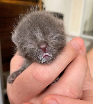 Illustration de l'article : Un chaton découvert seul et blessé ne cesse de tirer la langue, comme pour narguer le triste sort auquel il a été arraché
