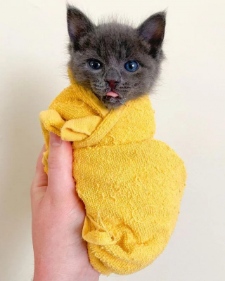 Illustration de l'article : Un chaton découvert seul et blessé ne cesse de tirer la langue, comme pour narguer le triste sort auquel il a été arraché