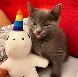 Illustration de l'article : Un chaton découvert seul et blessé ne cesse de tirer la langue, comme pour narguer le triste sort auquel il a été arraché