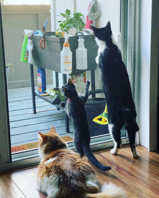 Illustration de l'article : Un chaton découvert seul et blessé ne cesse de tirer la langue, comme pour narguer le triste sort auquel il a été arraché