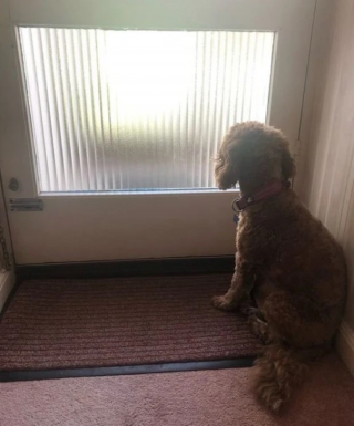 Illustration de l'article : L'enthousiasme d'une chienne à l'arrivée du livreur de pizza lui vaut un passage aux urgences vétérinaires