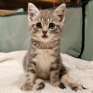 Illustration de l'article : Une jeune chatte paralysée des pattes arrière trouve la force de surmonter son handicap grâce à sa mère d'accueil