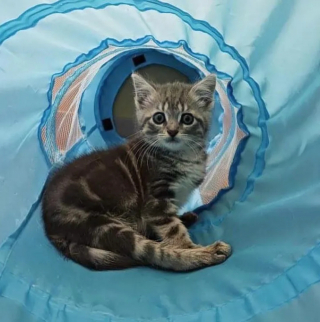 Illustration de l'article : Une jeune chatte paralysée des pattes arrière trouve la force de surmonter son handicap grâce à sa mère d'accueil