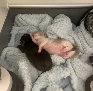 Illustration de l'article : 2 chatons gravement malades s'accrochent à la vie de toutes leurs forces pour déjouer les pronostics alarmants