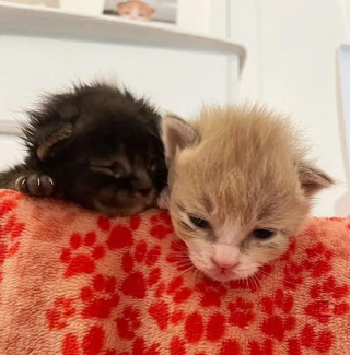 Illustration de l'article : 2 chatons gravement malades s'accrochent à la vie de toutes leurs forces pour déjouer les pronostics alarmants