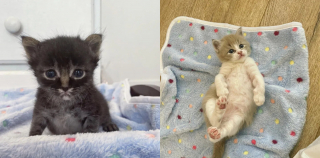 Illustration de l'article : 2 chatons gravement malades s'accrochent à la vie de toutes leurs forces pour déjouer les pronostics alarmants
