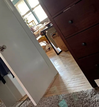 Illustration de l'article : 20 photos de chiens plus ou moins bien cachés et qui vous mettent au défi de les repérer