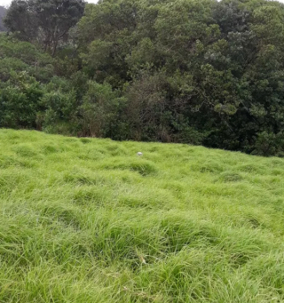 Illustration de l'article : 20 photos de chiens plus ou moins bien cachés et qui vous mettent au défi de les repérer