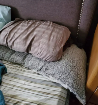 Illustration de l'article : 20 photos de chiens plus ou moins bien cachés et qui vous mettent au défi de les repérer