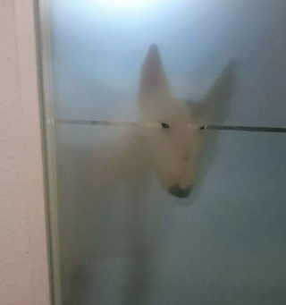 Illustration de l'article : 20 photos de chiens plus ou moins bien cachés et qui vous mettent au défi de les repérer