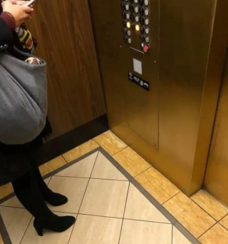 Illustration de l'article : 20 photos de chiens plus ou moins bien cachés et qui vous mettent au défi de les repérer