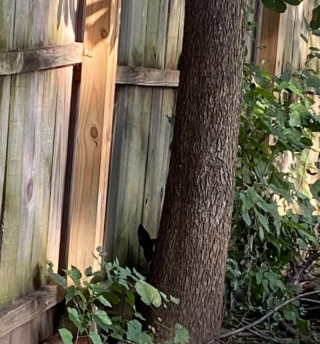 Illustration de l'article : 20 photos de chiens plus ou moins bien cachés et qui vous mettent au défi de les repérer