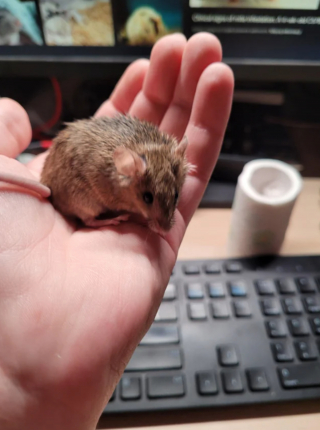 Illustration de l'article : 20 photos de souris dont l'adorable bouille vous fera sourire