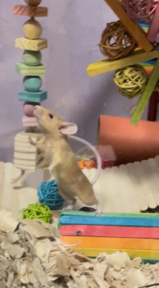 Illustration de l'article : 20 photos de souris dont l'adorable bouille vous fera sourire