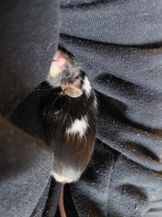 Illustration de l'article : 20 photos de souris dont l'adorable bouille vous fera sourire