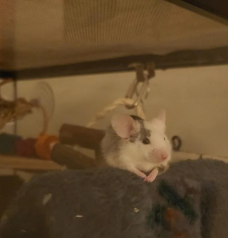 Illustration de l'article : 20 photos de souris dont l'adorable bouille vous fera sourire
