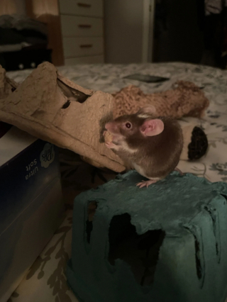 Illustration de l'article : 20 photos de souris dont l'adorable bouille vous fera sourire