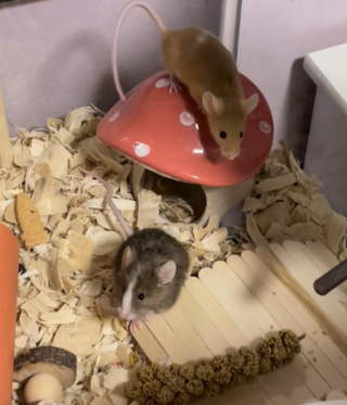Illustration de l'article : 20 photos de souris dont l'adorable bouille vous fera sourire