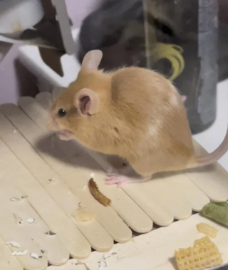 Illustration de l'article : 20 photos de souris dont l'adorable bouille vous fera sourire