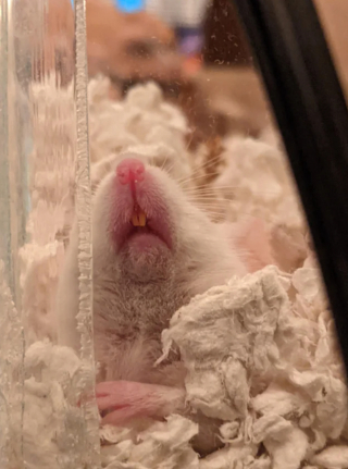 Illustration de l'article : 20 photos de souris dont l'adorable bouille vous fera sourire