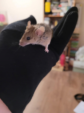 Illustration de l'article : 20 photos de souris dont l'adorable bouille vous fera sourire