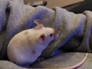 Illustration de l'article : 20 photos de souris dont l'adorable bouille vous fera sourire