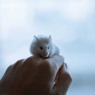 Illustration de l'article : 20 photos de souris dont l'adorable bouille vous fera sourire